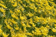 Scharbockskraut- 048.jpg